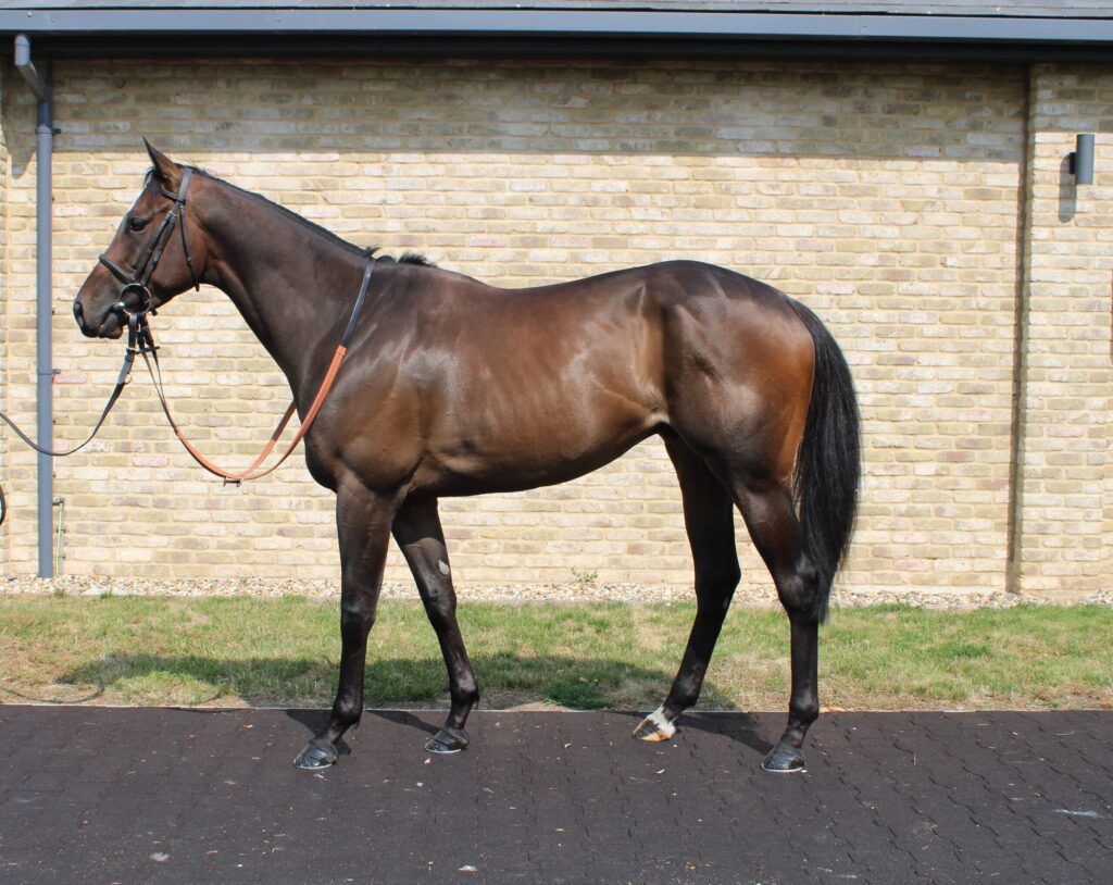 Regal Envoy (IRE)