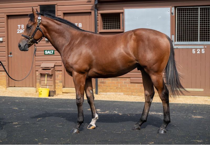 Purchase prize  38,000 guineas