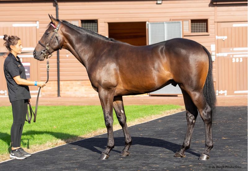 Purchase prize 38,000 guineas